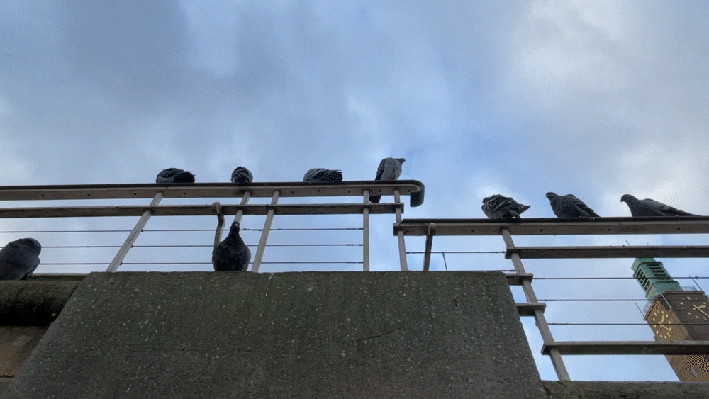 A looped gig of pigeons flying off a railing